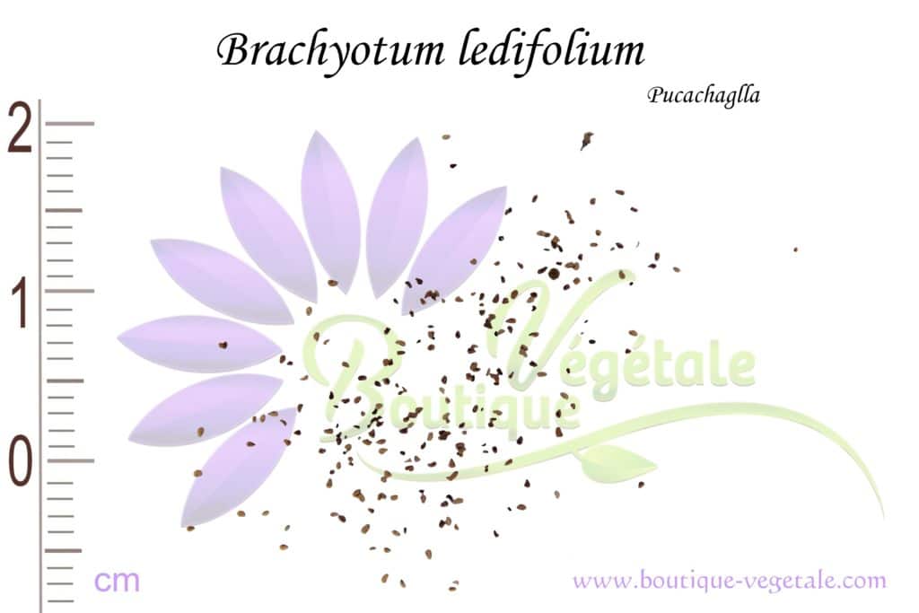 Graines de Brachyotum ledifolium, Brachyotum ledifolium seeds