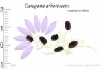 Graines de Caragana arborescens, Caragana arborescens seeds