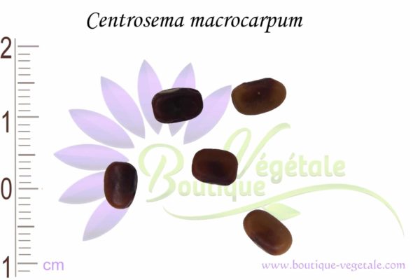 Graines de Centrosema macrocarpum, Centrosema macrocarpum seeds
