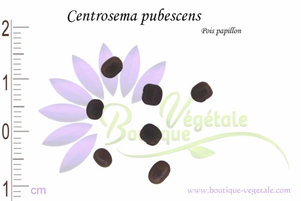 Graines de Centrosema pubescens, Centrosema pubescens seeds
