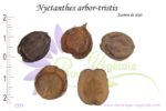 Graines de Nyctanthes arbor-tristis, Nyctanthes arbor-tristis seeds