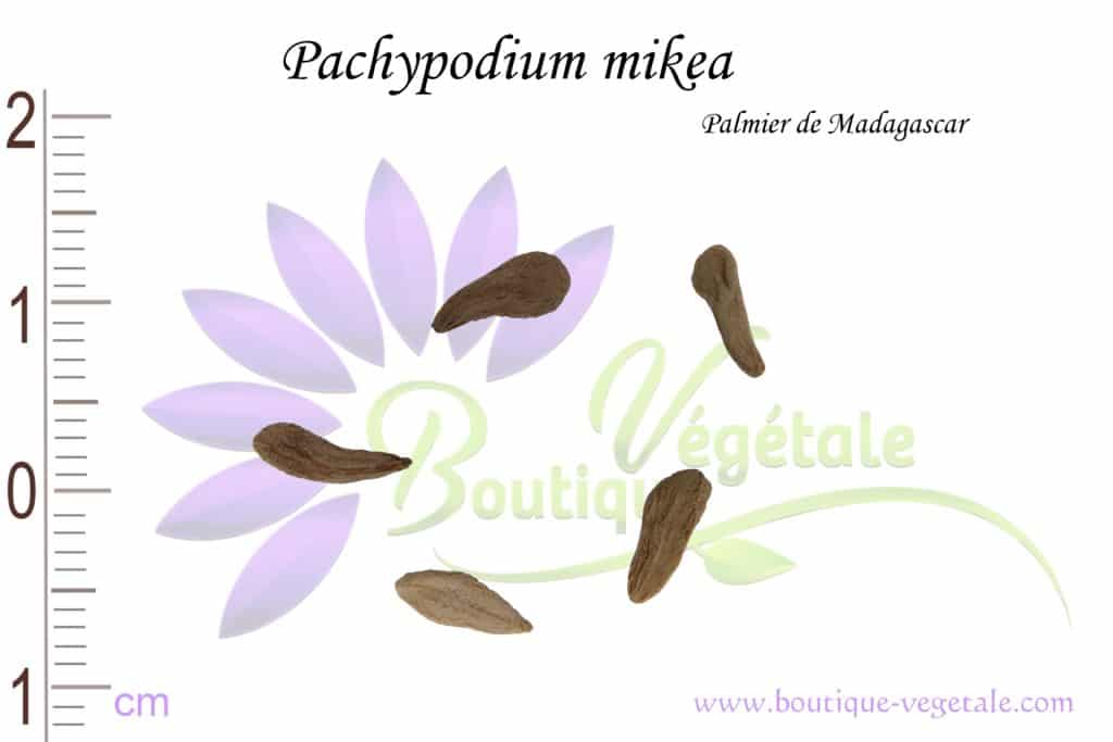 Graines de Pachypodium mikea, Pachypodium mikea seeds