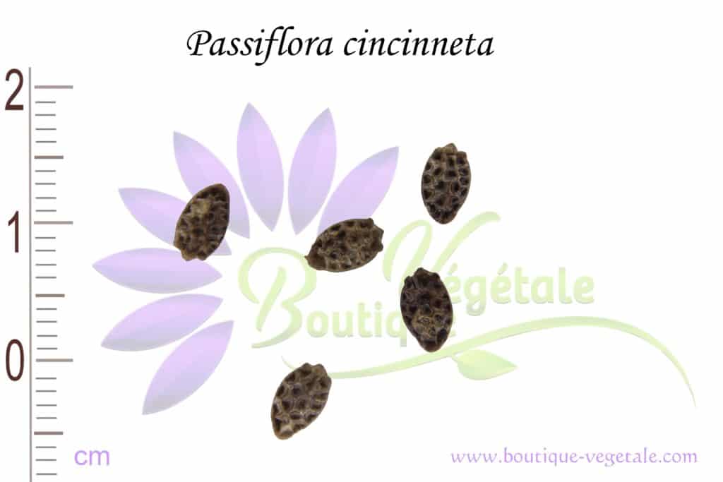 Graines de Passiflora cincinneta, Passiflora cincinneta seeds