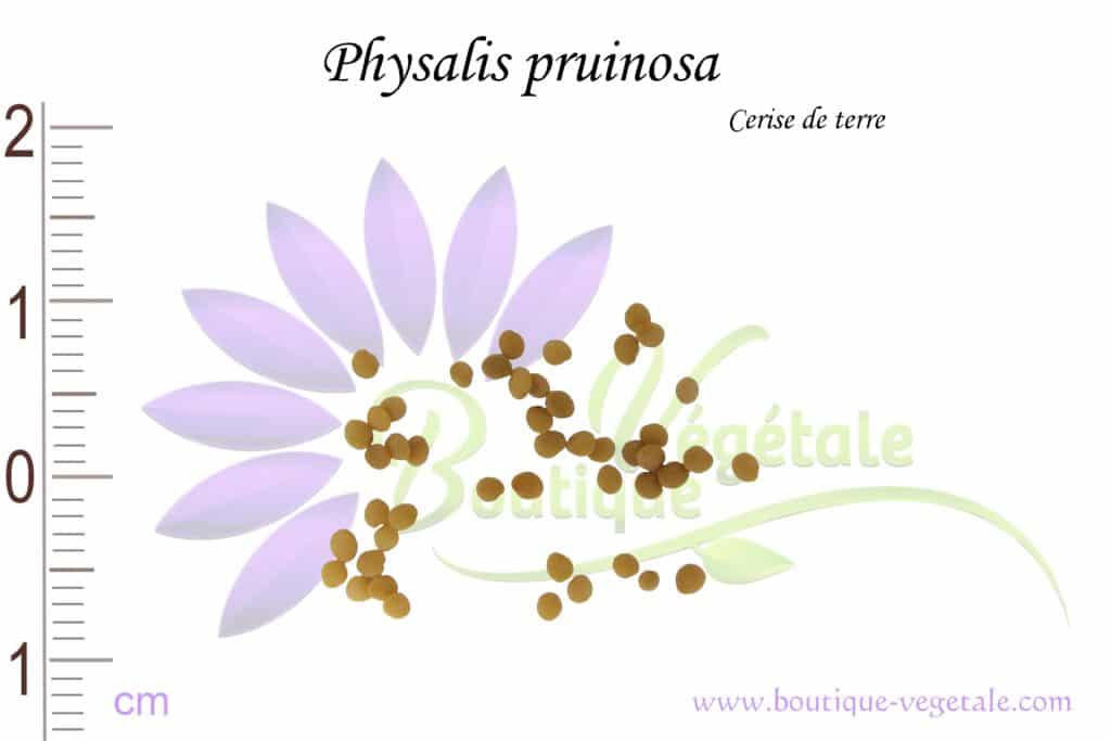 Graines de Physalis pruinosa, Physalis pruinosa seeds