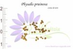 Graines de Physalis pruinosa