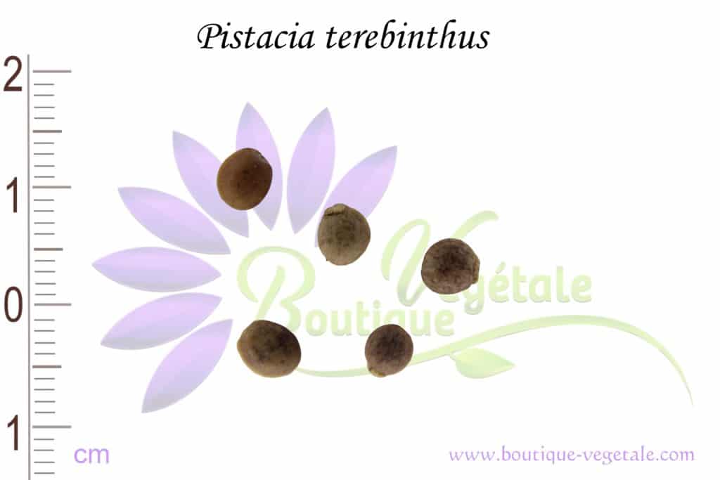 Graines de Pistacia terebinthus, Pistacia terebinthus seeds