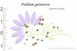 Graines de Psidium guineense