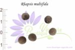 Graines de Raphis multifida, Raphis multifida seeds