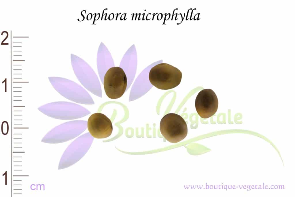 Graines de Sophora microphylla, Sophora microphylla seeds