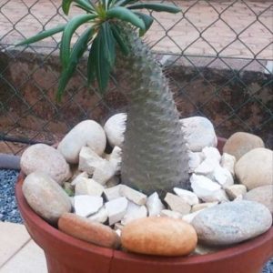 Pachypodium mikea - En pot