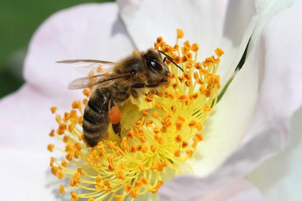 Insecte pollinisateur de plante mellifère