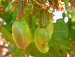 Anacardium occidentale - Infrutescence