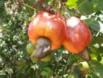 Semences Anacardium occidentale, graines Pomme de cajou, graines anacardier