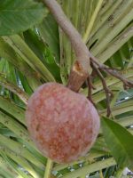 Annona reticulata - Fruit mûr