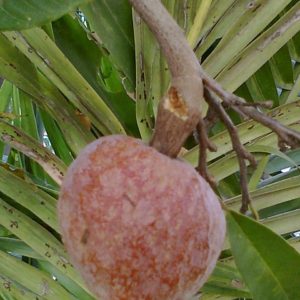 Annona reticulata - Fruit mûr