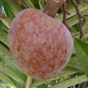 Annona reticulata - Fruit mûr