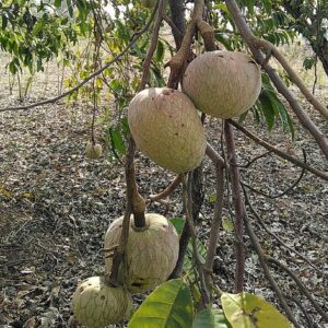 Annona reticulata - Infrutescence