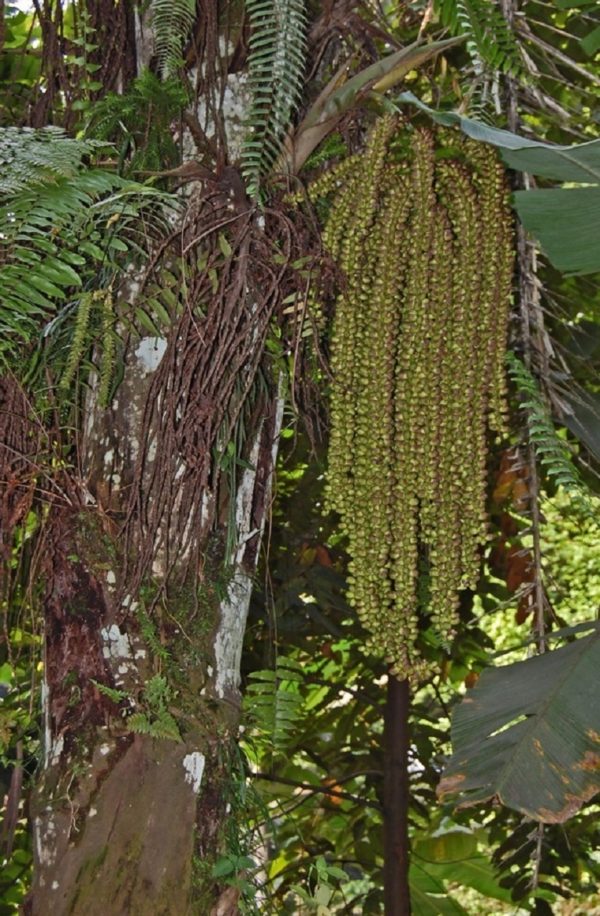 Arenga pinnata - Inflorescence femelle
