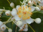 Calophyllum inophyllum - Détails d'une fleur