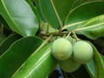 Calophyllum inophyllum - Fruits