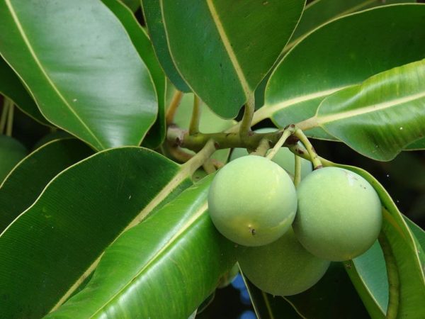 Calophyllum inophyllum - Fruits