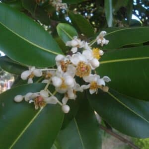 Calophyllum inophyllum - Inflorescence