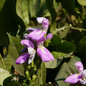 Canavalia ensiformis - Floraison