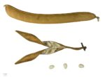 Canavalia ensiformis - Gousse sèche