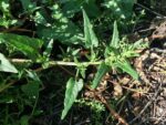 Chenopodium capitalum, Feuillage d'Épinard fraise, Graines de Chenopodium capitalum