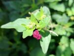 Chenopodium capitalum, Fructification d'Épinard fraise, Graines de Chenopodium capitalum