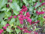Chenopodium capitalum, Fruits d'Épinard fraise, Graines de Chenopodium capitalum