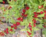 Chenopodium capitalum - Fruits