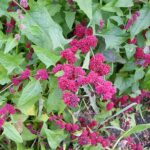 Chenopodium capitalum, Fruits d'Épinard fraise, Graines de Chenopodium capitalum