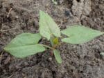 Chenopodium capitalum, Semis d'Épinard fraise, Graines de Chenopodium capitalum