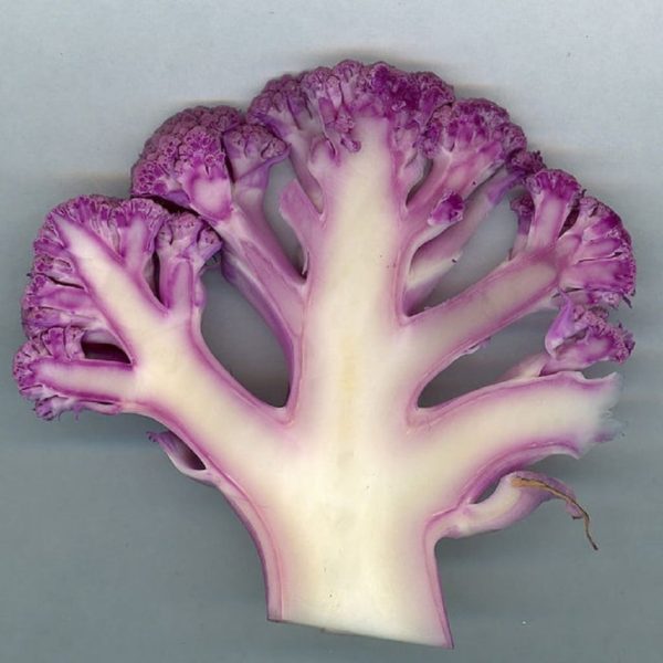 Chou-fleur violet - Coupe longitudinale