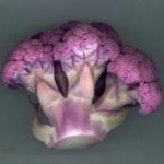Chou-fleur violet - Inflorescence