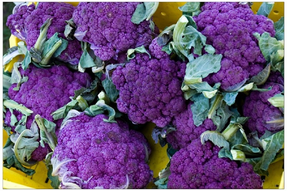 Graines De Chou Fleur Violet De Sicile Brassica Oleracea Var Botrytis L Boutique Vegetale
