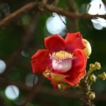 Couroupita guianensis - Détails d'une fleur