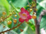 Couroupita guianensis - Fleur