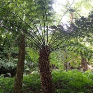 Cyathea australis - En milieu naturel