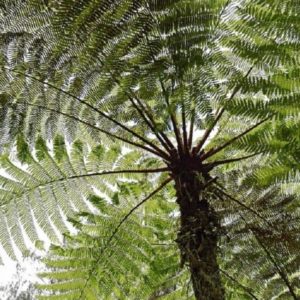 Cyathea australis - Feuillage