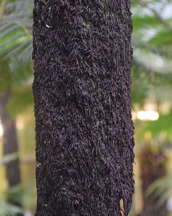 Cyathea australis - Tronc
