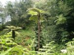 Cyathea cooperi - En milieu naturel