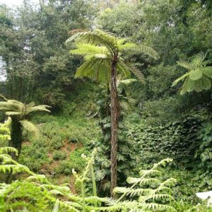 Cyathea cooperi - En milieu naturel