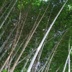 Graines de Dendrocalamus membranaceus, graines de Bambou blanc