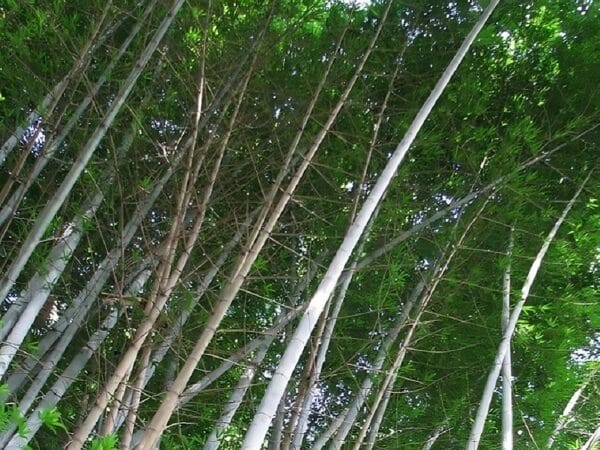 Graines de Dendrocalamus membranaceus, graines de Bambou blanc