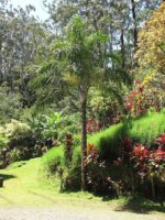 Dypsis madagascariensis - En plantation