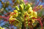 Erythrostemon gilliesii - Détails d'une fleur