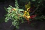 Erythrostemon gilliesii - Floraison et feuillage