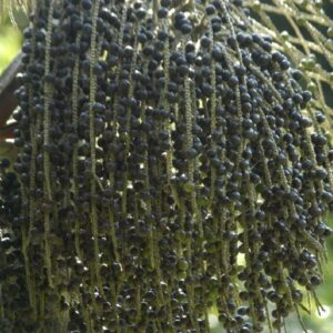 Graines d'Euterpe oleracea, Graines d'Açaï